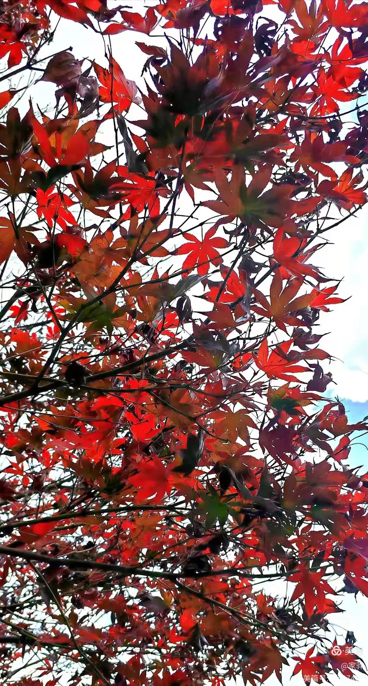 霜叶红于二月花